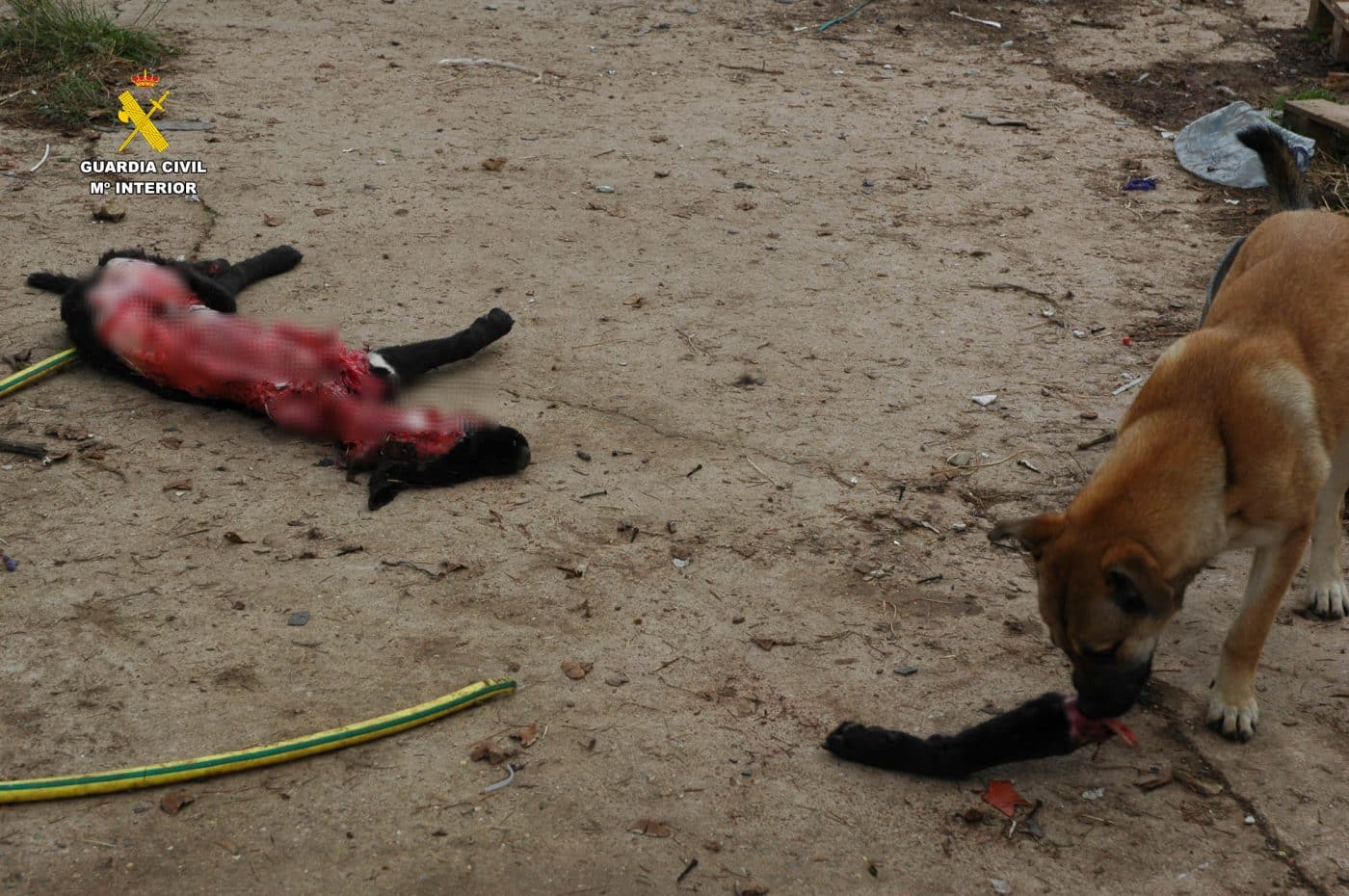 Investigado por maltrato animal tras hallar siete perros en un estado "deplorable" en una parcela de Albelda 4 Investigado por maltrato animal tras hallar siete perros en un estado "deplorable" en una parcela de Albelda 4