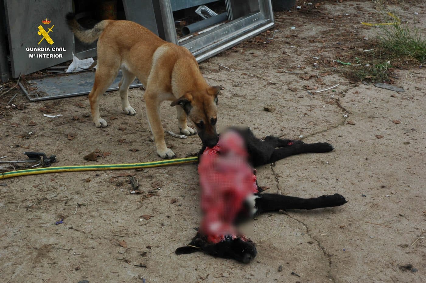 Investigado por maltrato animal tras hallar siete perros en un estado "deplorable" en una parcela de Albelda 2 Investigado por maltrato animal tras hallar siete perros en un estado "deplorable" en una parcela de Albelda 2