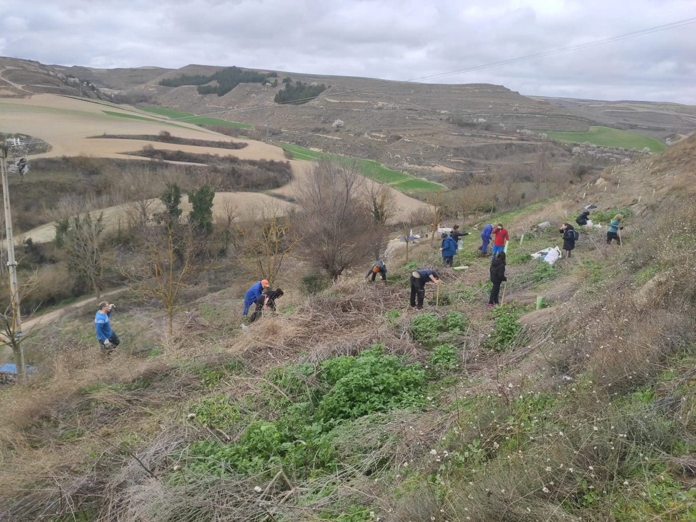 Treviana celebra su tercer Día del Árbol con la plantación de 120 nuevos ejemplares en La Solana 2