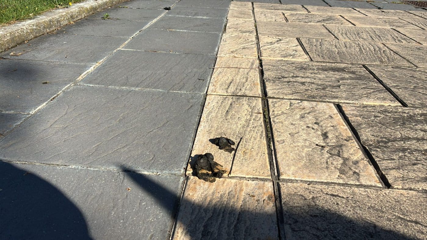 BUZÓN CIUDADANO: Decenas de heces de oveja en la calle Rosalía de Castro en Haro 4
