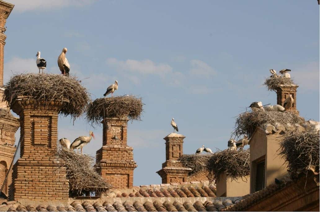 'Pasea La Rioja’ invita a descubrir el patrimonio natural con actividades sobre aves migratorias 2
