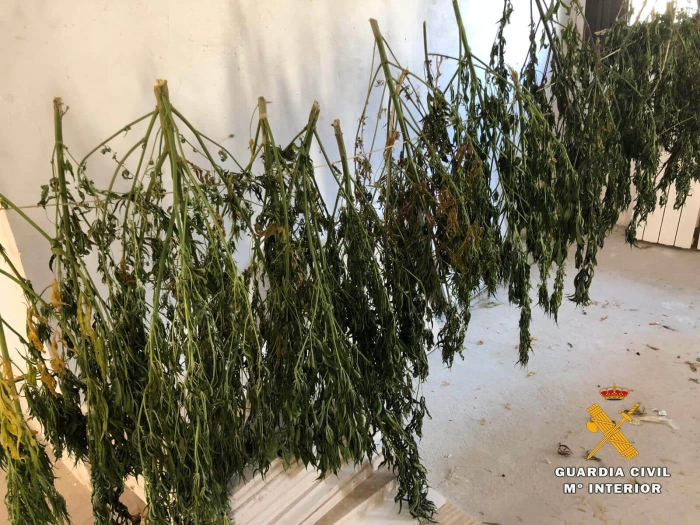La Guardia Civil detiene a un joven de 18 años por cultivo de marihuana en el Valle del Najerilla 1