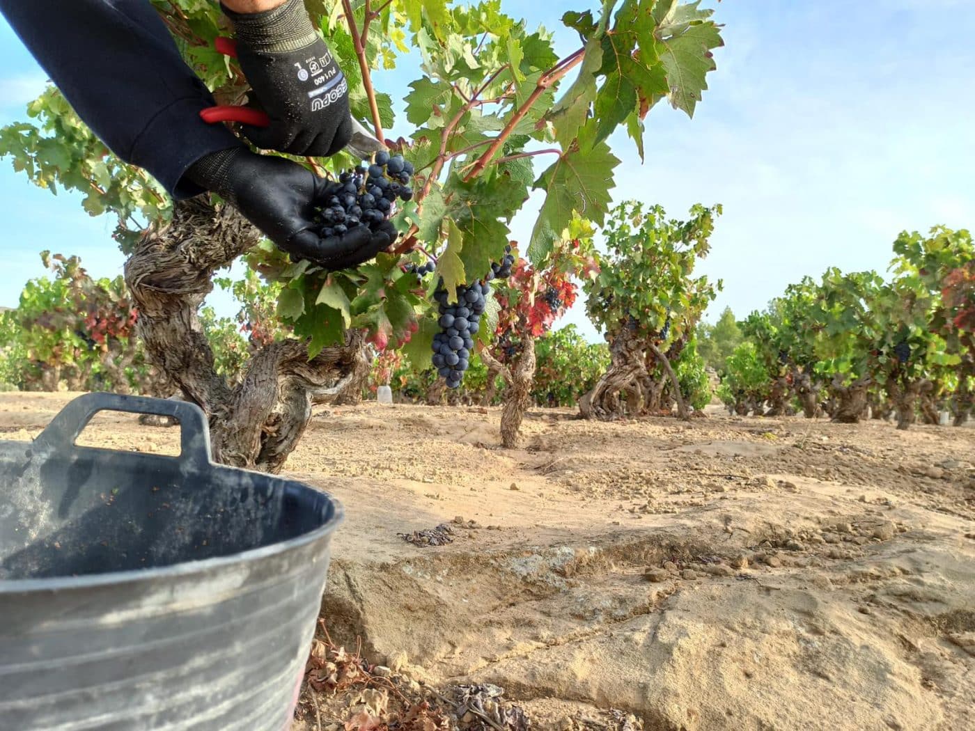 Bodegas Sonsierra finaliza la vendimia esperando "una cosecha histórica" 1