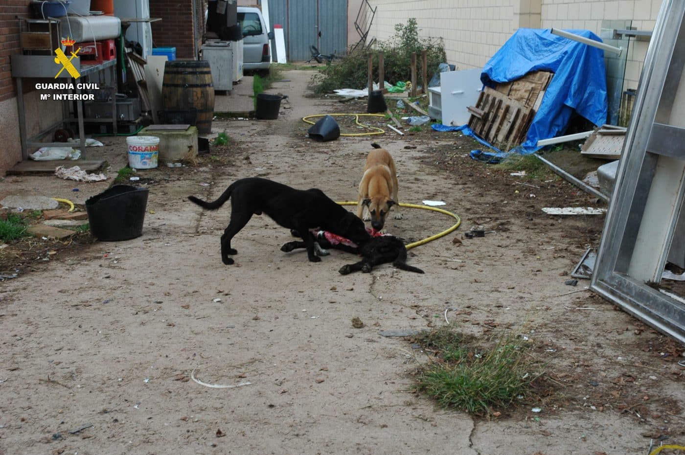 Investigado por maltrato animal tras hallar siete perros en un estado “deplorable” en una parcela de Albelda