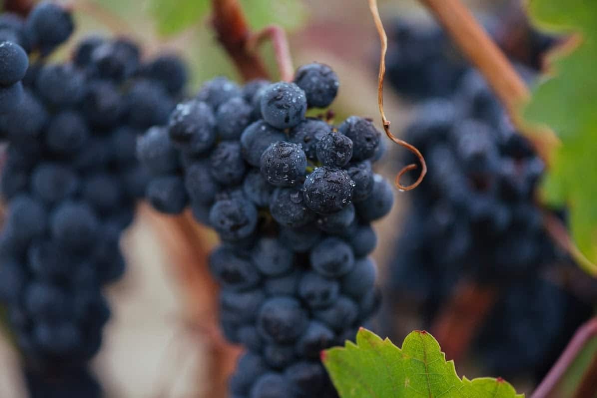 Una cosecha para la historia: la añada 2025 de Rioja calificada como “excelente”