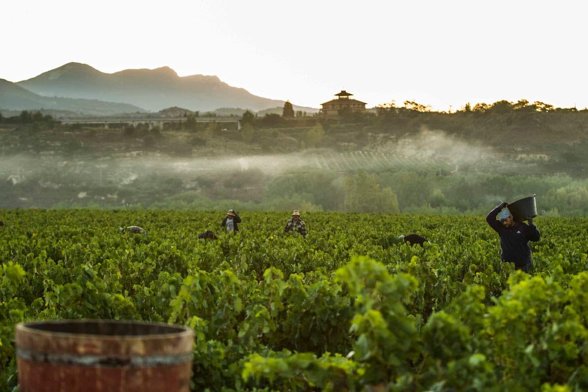 Rioja mantendrá los límites de producción y transformación para preservar la calidad de sus vinos